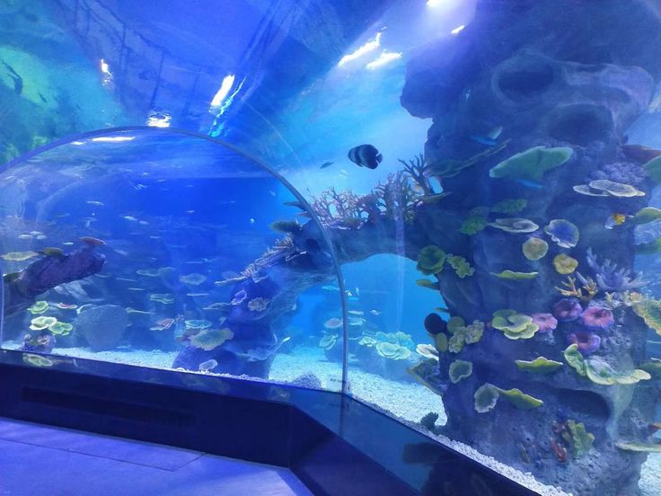 acrylic in modern aquarium tunnel construction